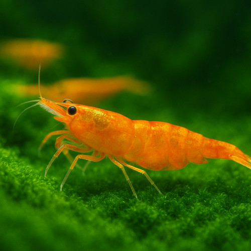 Orange sunkist shrimp - shrimp,